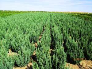 Vand  ienupar  (juniperus)  toate  soiurile  cu  diametru  intre 60 si 120 cm . din  pepiniera propr