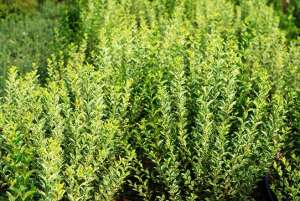 Vand   ligustrum  ovalifolium( lemn cainesc)  pentru  garduri  vii  cu  inaltimea  de  30-40  cm  di