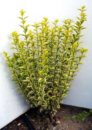 Vand   ligustrum  ovalifolium( lemn cainesc)  pentru  garduri  vii  cu  inaltimea  de  30-40  cm  di