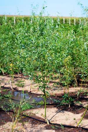 Vand   salcie  plangatoare ( salix babilonica) si creata cu inaltimea de  2-4 m  din pepiniera  prop