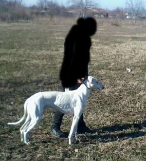 vanzare