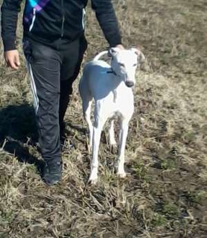 vanzare