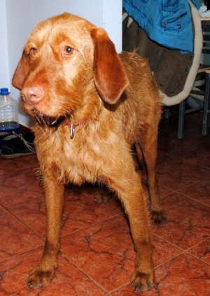 Gasit mascul vizsla maghiara