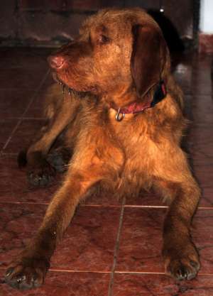 Gasit mascul vizsla maghiara