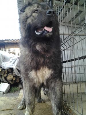 ciobanesc caucazian