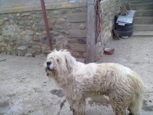 Ciobanesc Mioritic