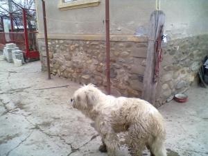 Ciobanesc Mioritic