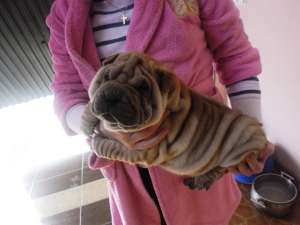 Pui Superbi Shar-pei
