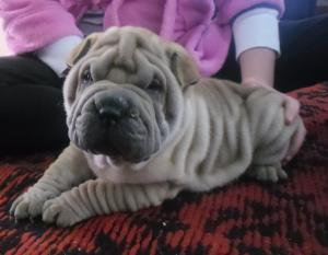 Pui Superbi Shar-pei