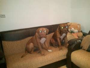 Vand Dog de Bordeaux