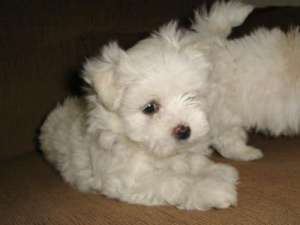 vand puiuti bichon