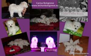 Vand pui bichon bolognese cu pedigree
