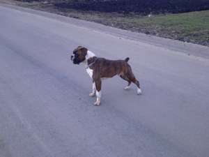 boxer pentru inperechere