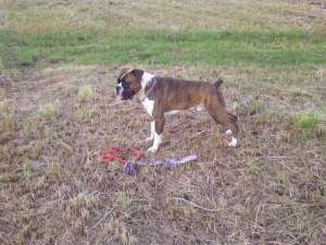 boxer pentru inperechere