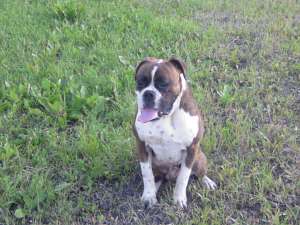boxer pentru inperechere