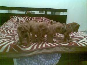 shar pei