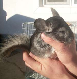 vand chinchilla