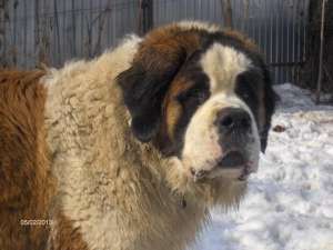 Vand femela Saint Bernard