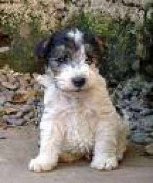 vanzari fox terrier sarmos
