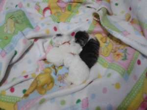 ofer spre adoptie