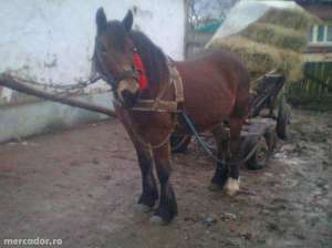 Cal de vanzare