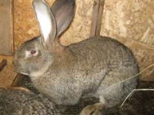 Uriasi Belgian (marele belgian)