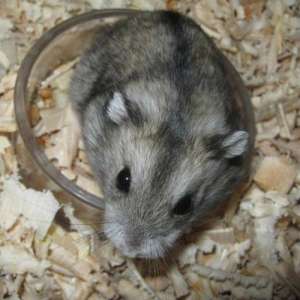Hamsteri pitici ,    perfect sanatosi ,    cuminti ,    nepretentiosi ,    preturi mici .