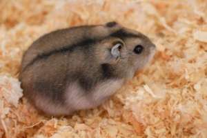 Hamsteri pitici ,    perfect sanatosi ,    cuminti ,    nepretentiosi ,    preturi mici .