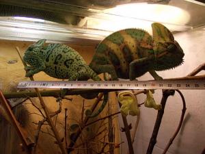 vind cameleon