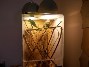 vind cameleon