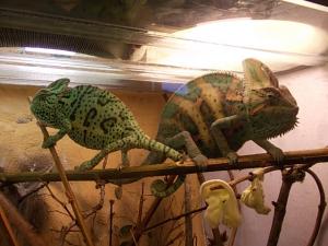 vind cameleon