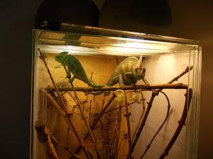 vind cameleon