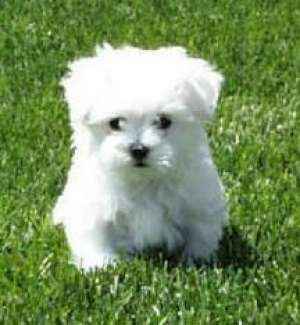 Vand bichon maltez toy