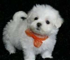 Vand bichon maltez toy