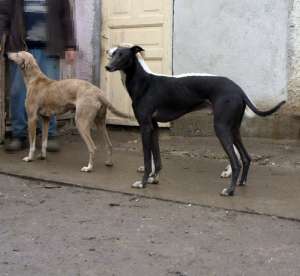 ogari adulti greyhound vanzare