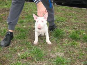 BULLTERRIER FEMELA