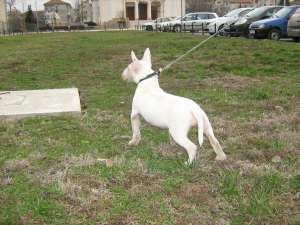 BULLTERRIER FEMELA