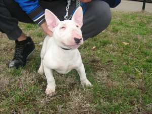 BULLTERRIER FEMELA
