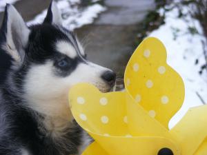 Vand pui husky siberian