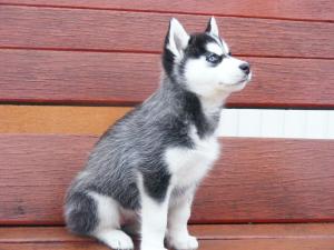 Vand pui husky siberian
