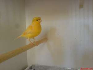 Vand canari de cantec