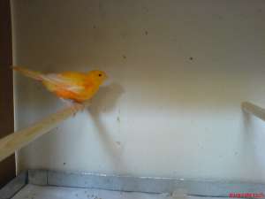 Vand canari de cantec