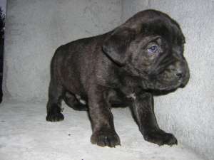 catei presa canario