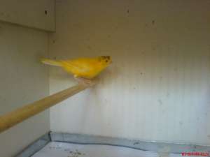 Vand canari de cantec