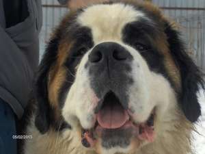 Saint Bernard cu pedigree