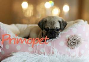Mops de Vanzare
