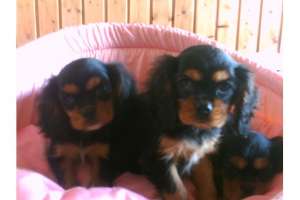 cavaliers king charles spanier