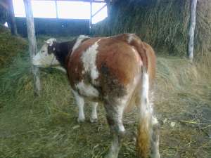 vaca de vanzare