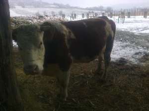 vaca de vanzare