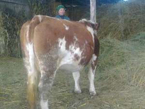 vaca de vanzare